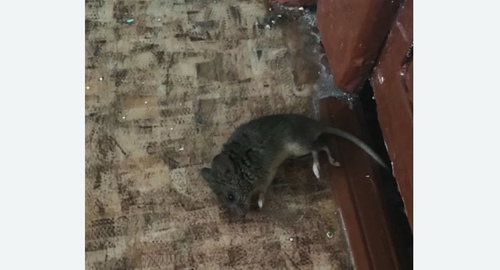 Дезинфекция от мышей в Пучеже