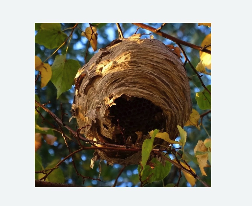 Обработка от шершней в Пучеже