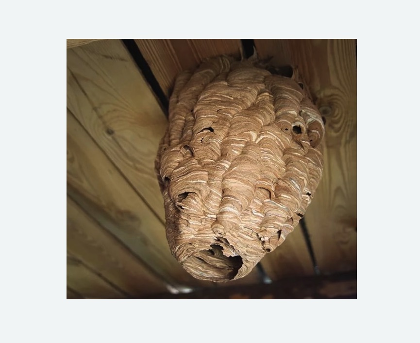 обработка от шершней в Пучеже