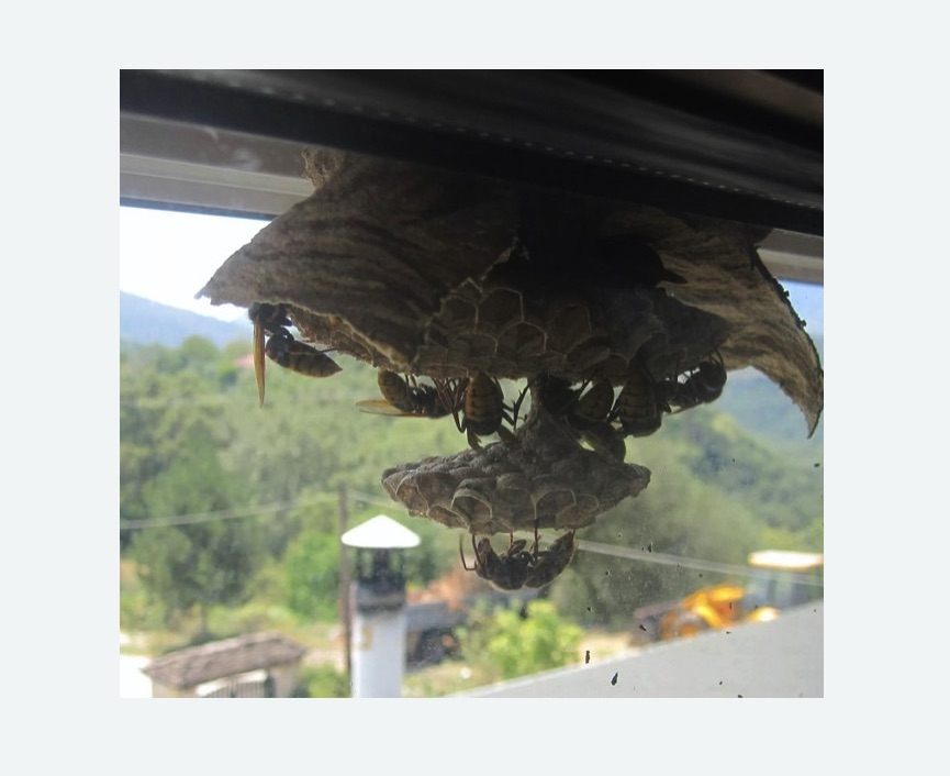 Уничтожение гнёзд шершней в Пучеже