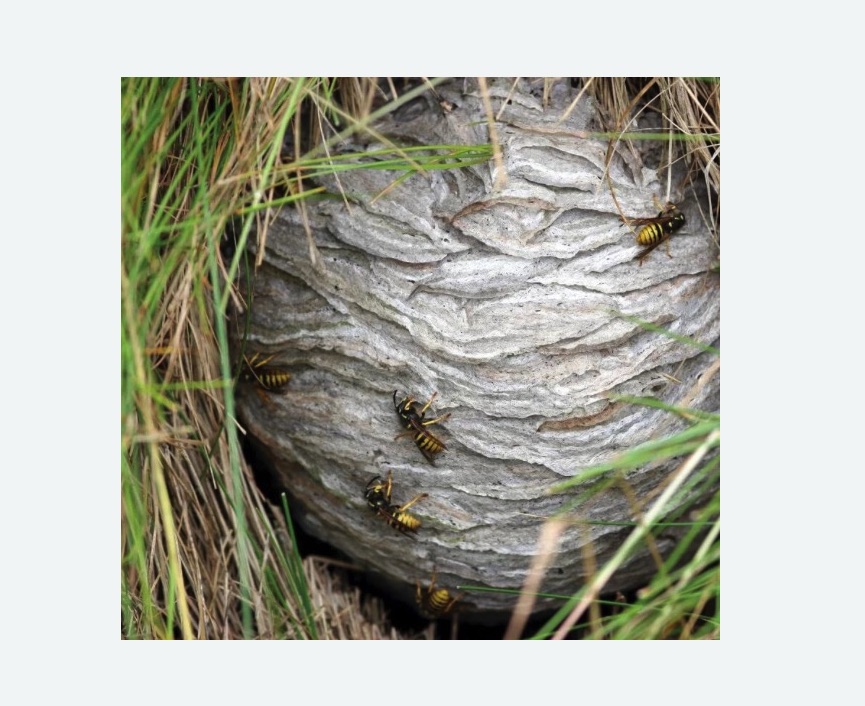 Уничтожение ос и ульев в Пучеже